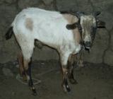 The billy goat